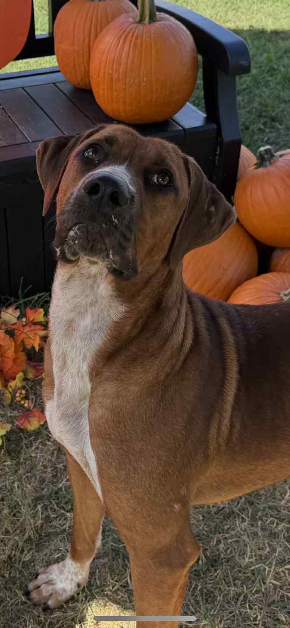 Tip, a Adoptable mixed breed in Shelbyville, KY image 2/3