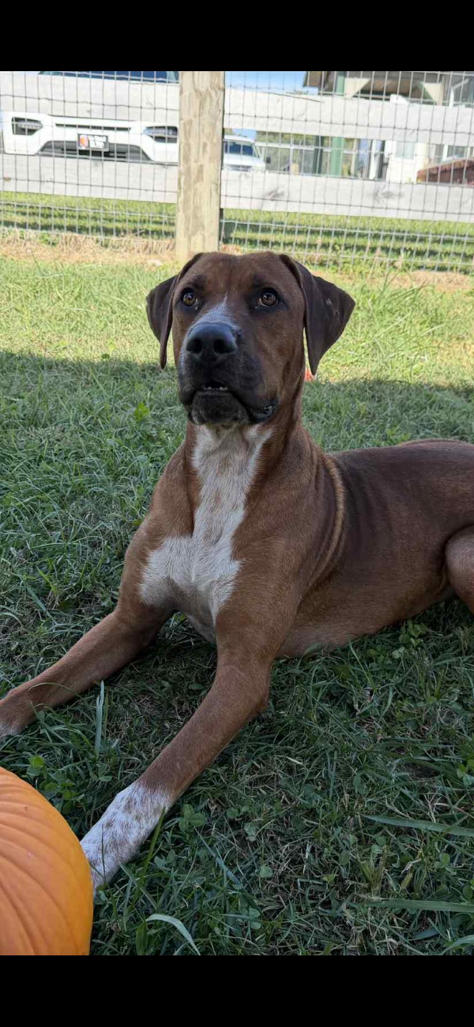 Tip, a Adoptable mixed breed in Shelbyville, KY image 3/3