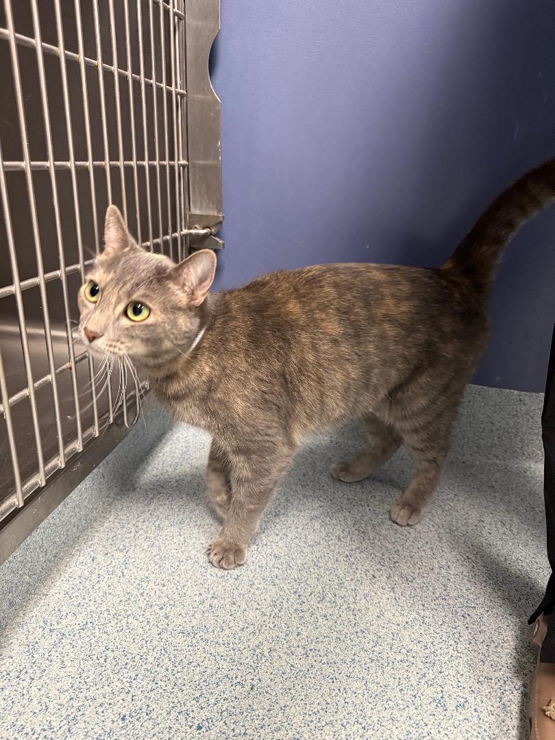 Enlarge Katy, a Adoptable Domestic Short Hair in Torrance, CA image 1/1