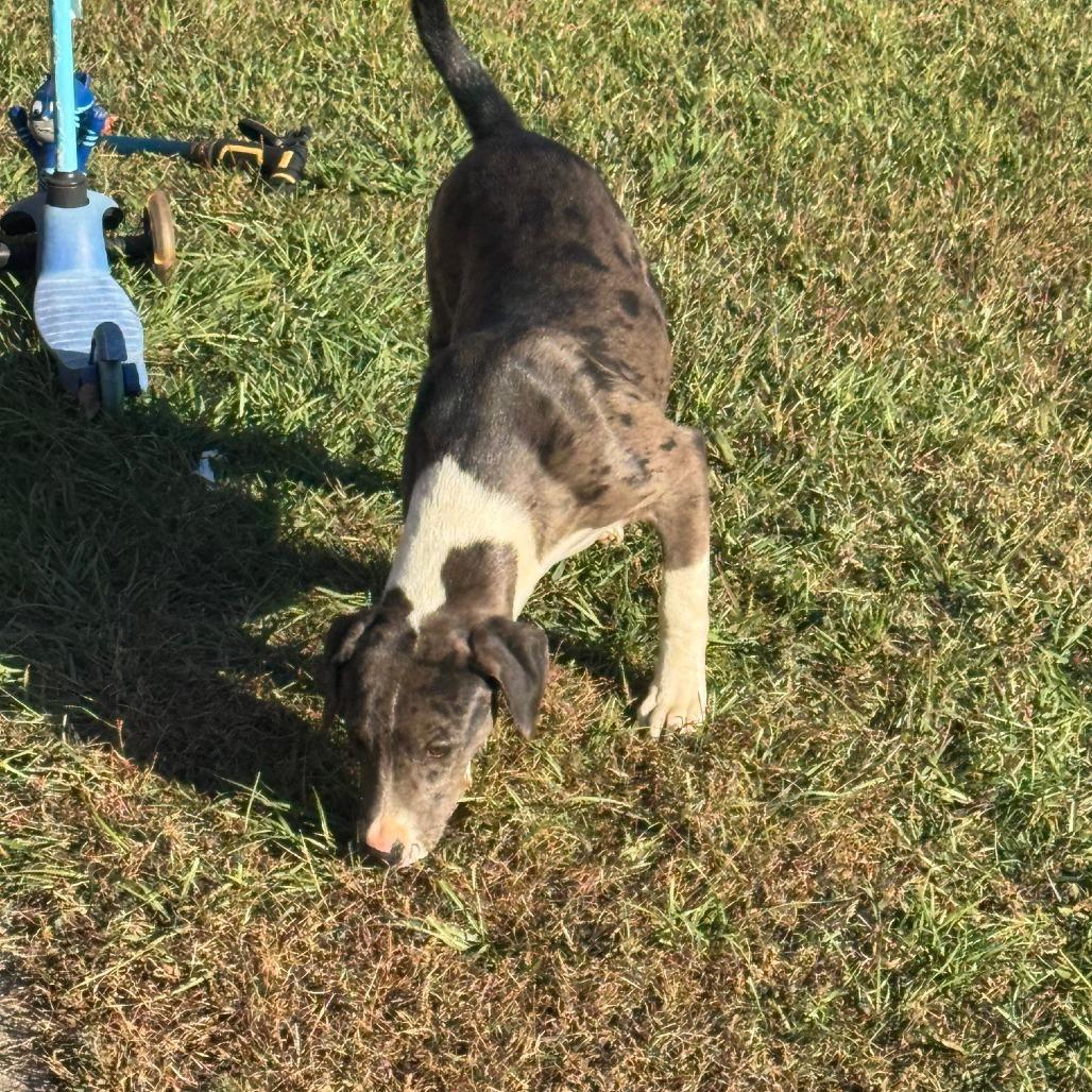 Hazel, Adoptable, Young Female Mixed Breed.