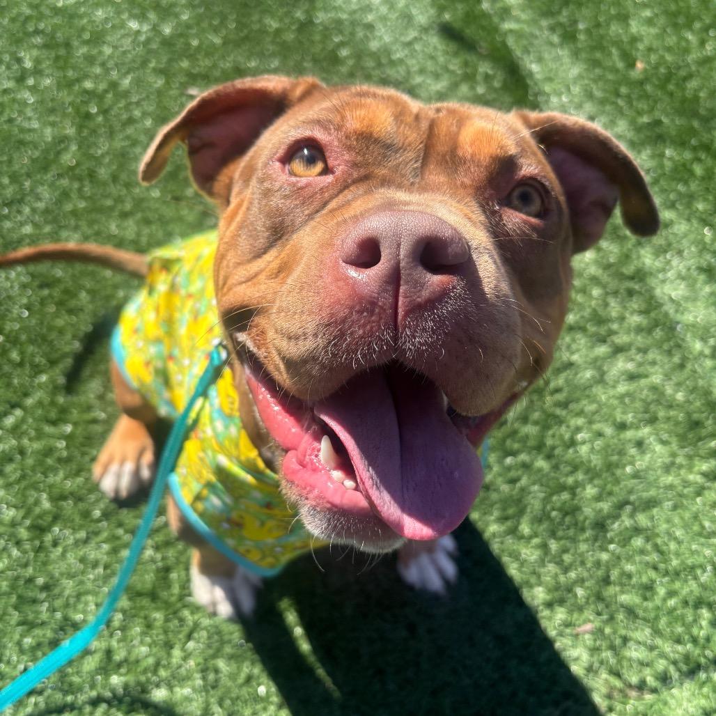 Juno, Adoptable, Young Female American Staffordshire Terrier & Mixed Breed.