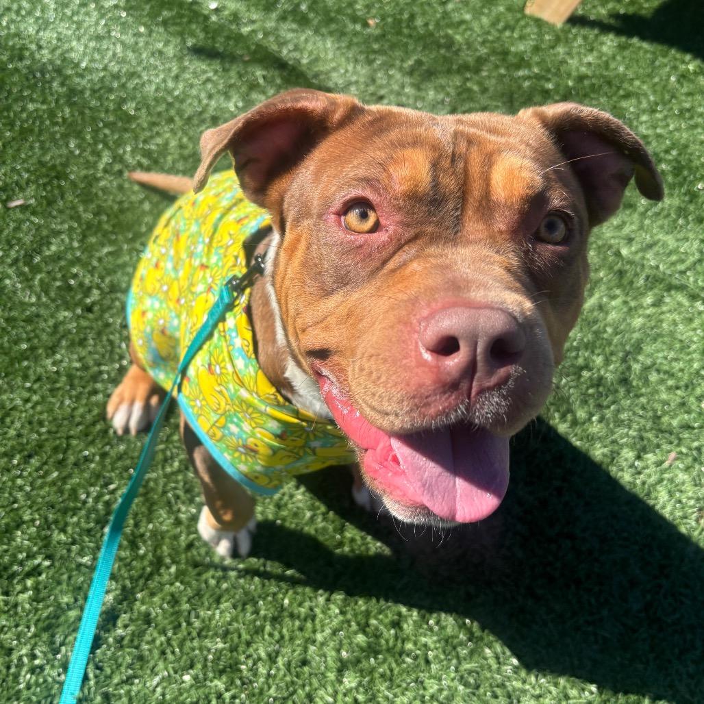 Enlarge Juno, a Adoptable mixed breed in O'Fallon, MO image 2/6