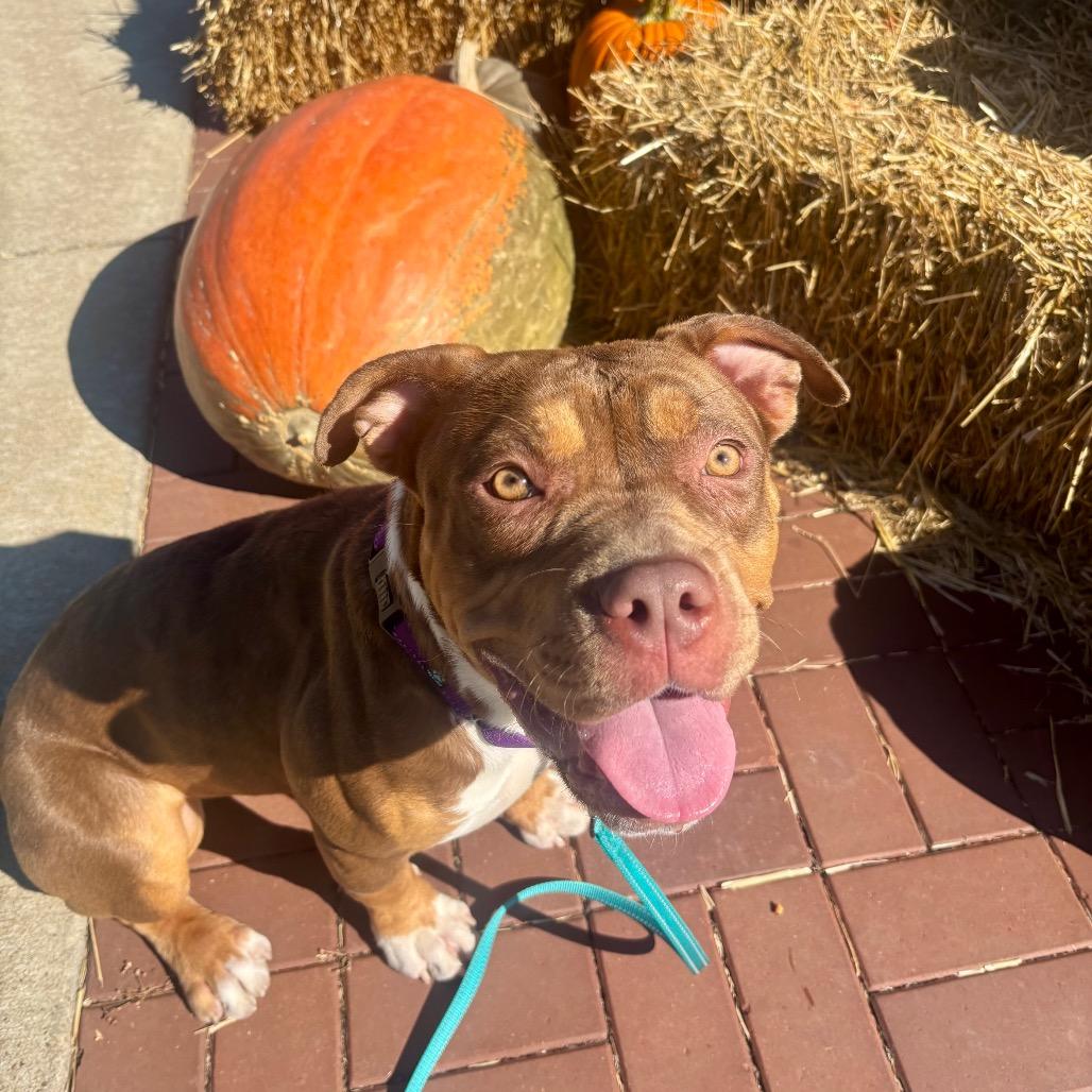 Enlarge Juno, a Adoptable mixed breed in O'Fallon, MO image 3/6