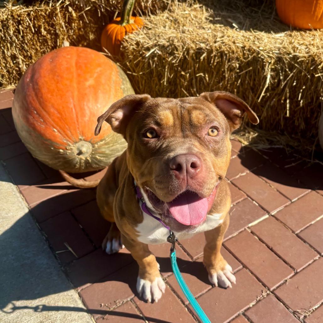 Enlarge Juno, a Adoptable mixed breed in O'Fallon, MO image 4/6