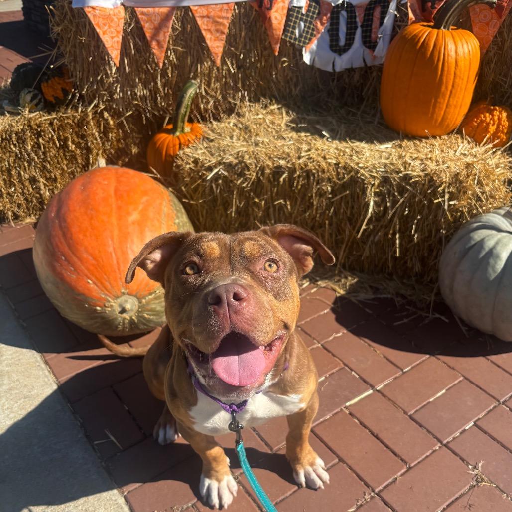 Enlarge Juno, a Adoptable mixed breed in O'Fallon, MO image 5/6