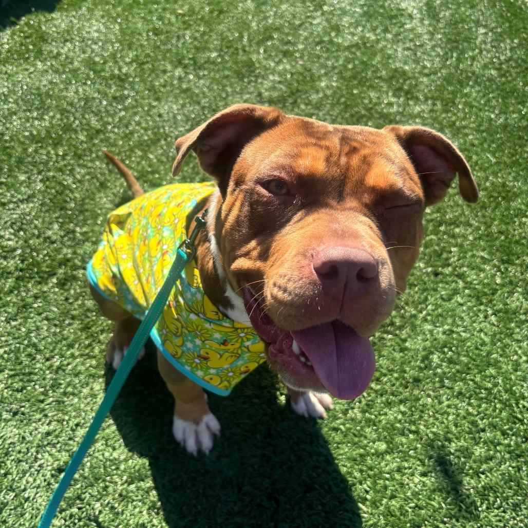 Enlarge Juno, a Adoptable mixed breed in O'Fallon, MO image 6/6
