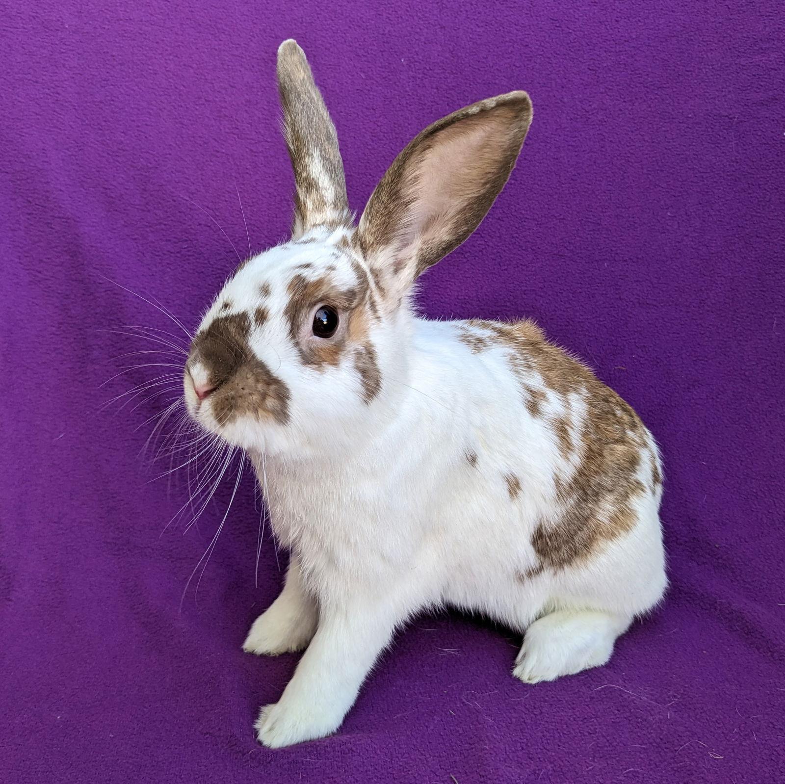 Enlarge Foxy, a Adoptable mixed breed in Antioch, CA image 1/3