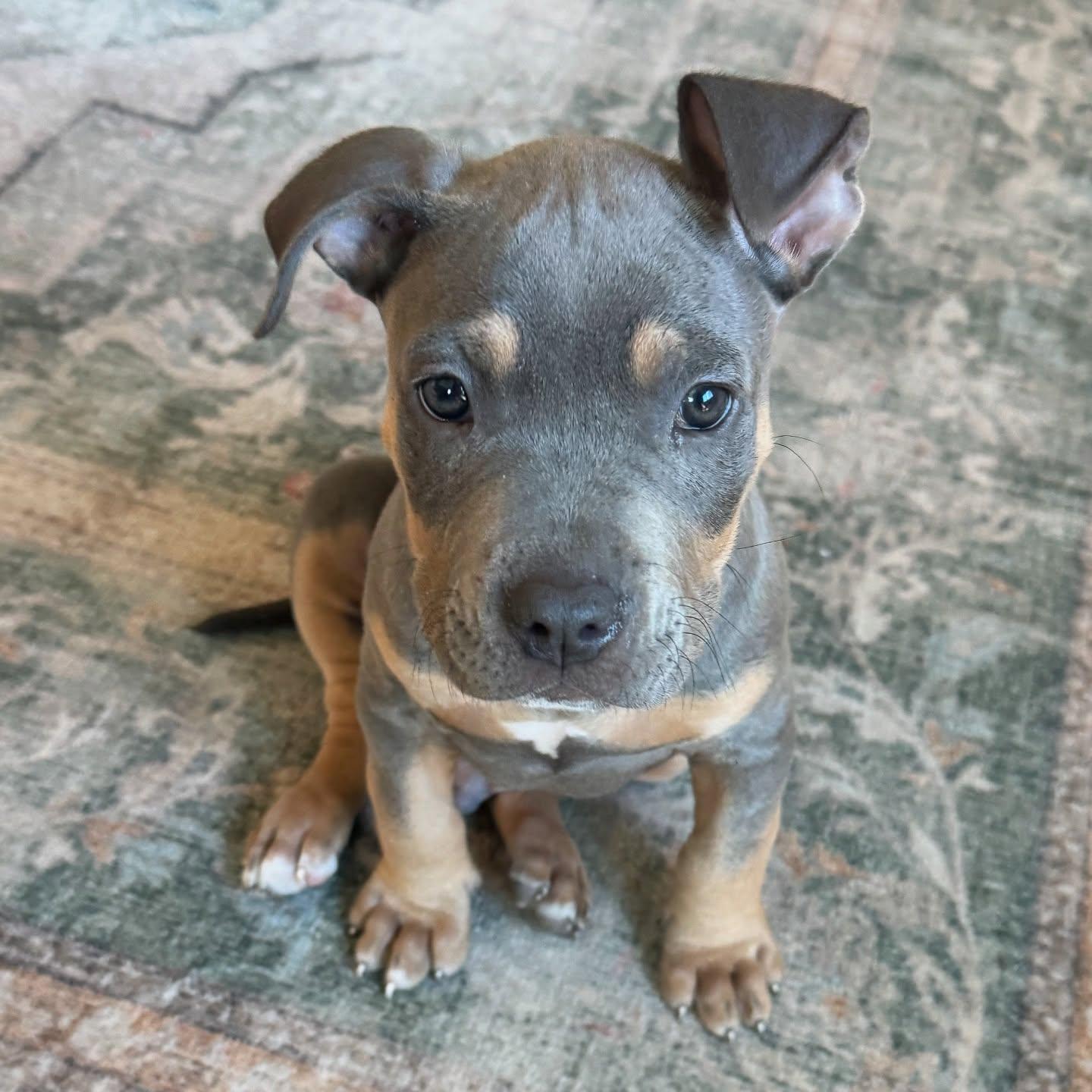 Enlarge Nacua-ADOPT Me!, a ADOPTABLE American Bully in Redondo Beach, CA image 1/3