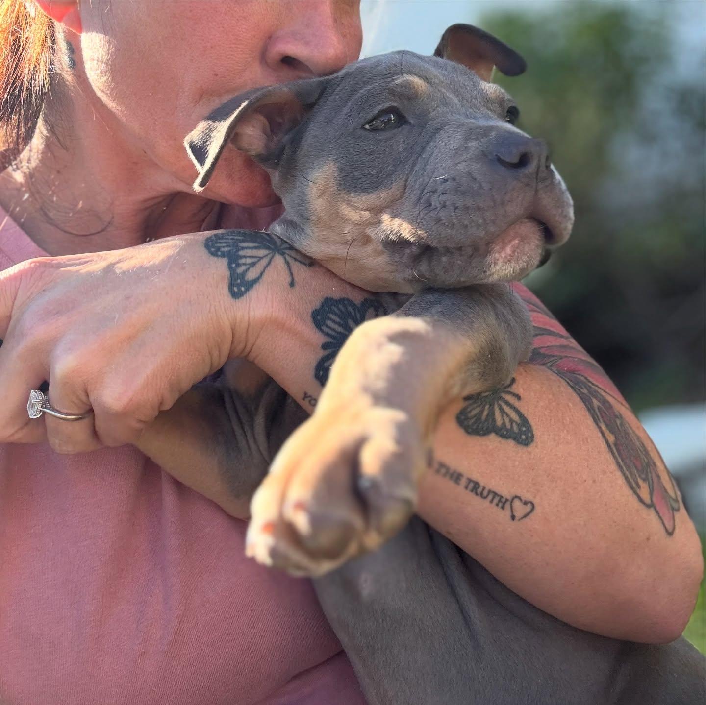 Enlarge Nacua-ADOPT Me!, a ADOPTABLE American Bully in Redondo Beach, CA image 2/3