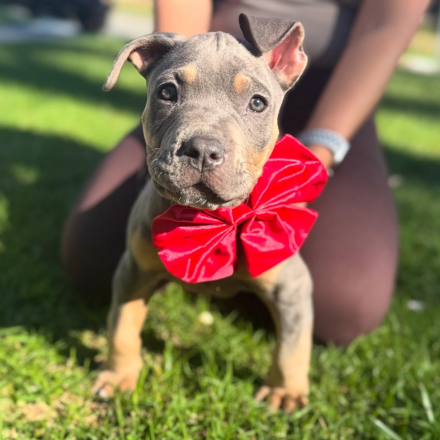 Enlarge Nacua-ADOPT Me!, a ADOPTABLE American Bully in Redondo Beach, CA image 3/3