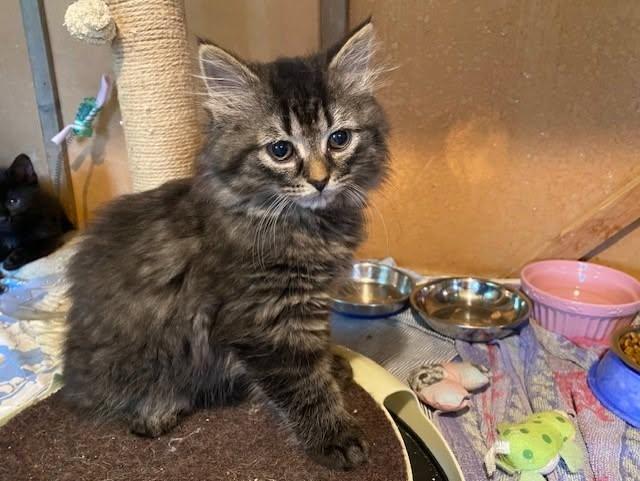 LILA, a Adoptable mixed breed in Niagara on the Lake, ON image 1/2