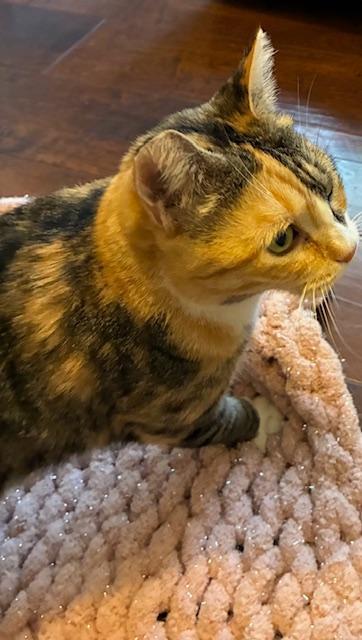 Lexi, a Adoptable Domestic Short Hair in Las Vegas, NV image 3/5