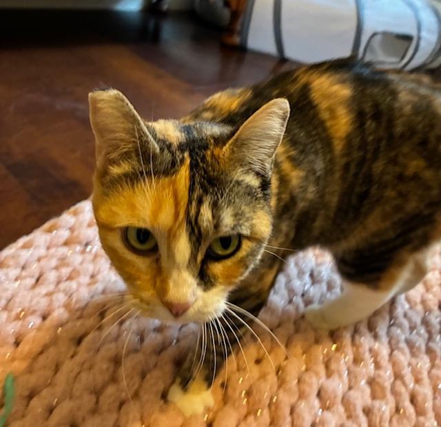 Lexi, a Adoptable Domestic Short Hair in Las Vegas, NV image 4/5