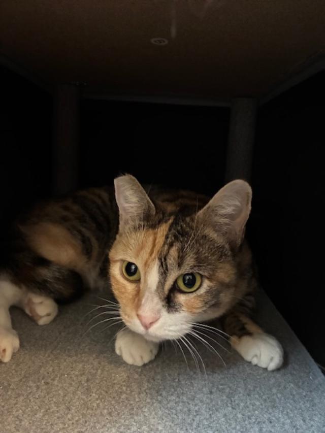 Lexi, a Adoptable Domestic Short Hair in Las Vegas, NV image 5/5