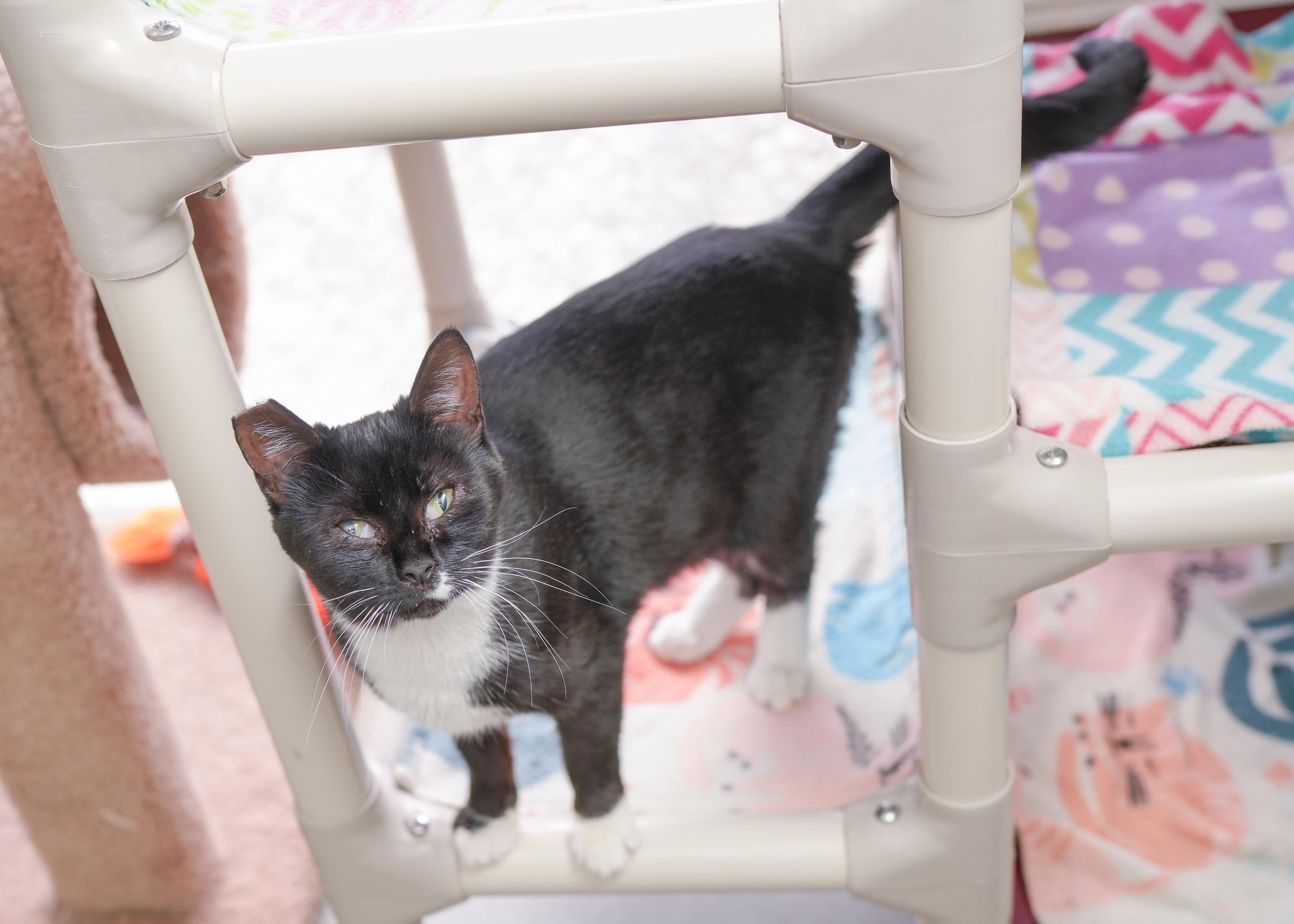 Liza, an adoptable Domestic Short Hair in Boise, ID, 83709 | Photo Image 2