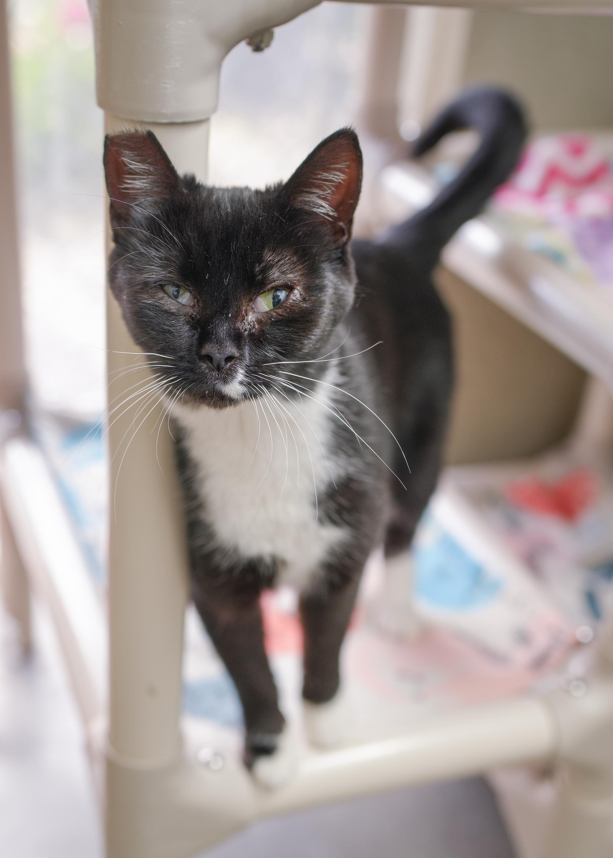 Liza, an adoptable Domestic Short Hair in Boise, ID, 83709 | Photo Image 1