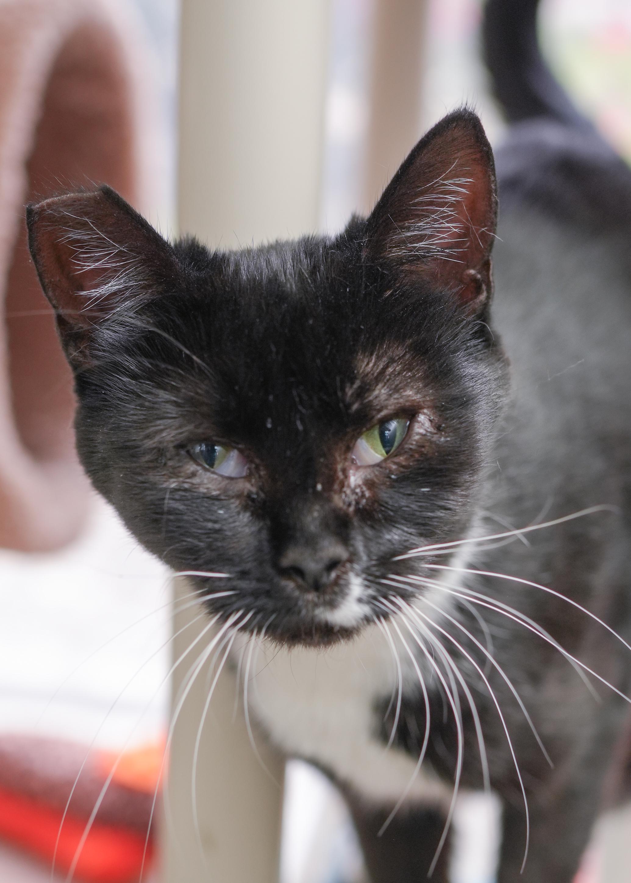 Liza, an adoptable Domestic Short Hair in Boise, ID, 83709 | Photo Image 3
