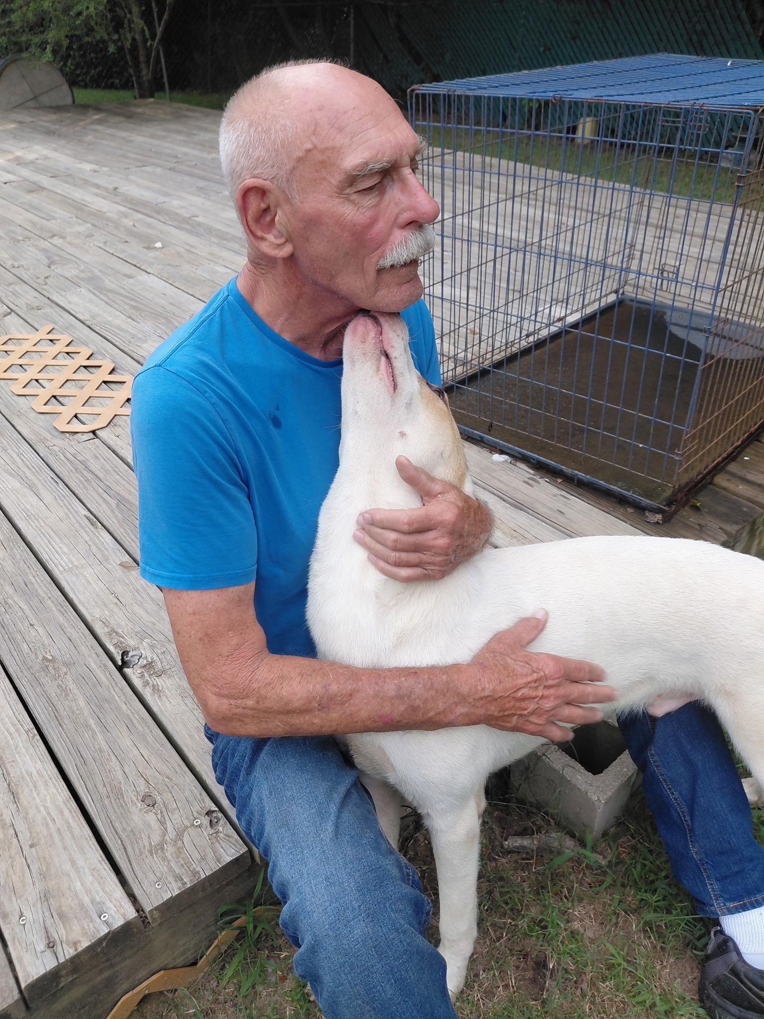 Enlarge ROCKY ..athletic, beautiful, smart, a Adoptable mixed breed in Cantonment, FL image 6/6