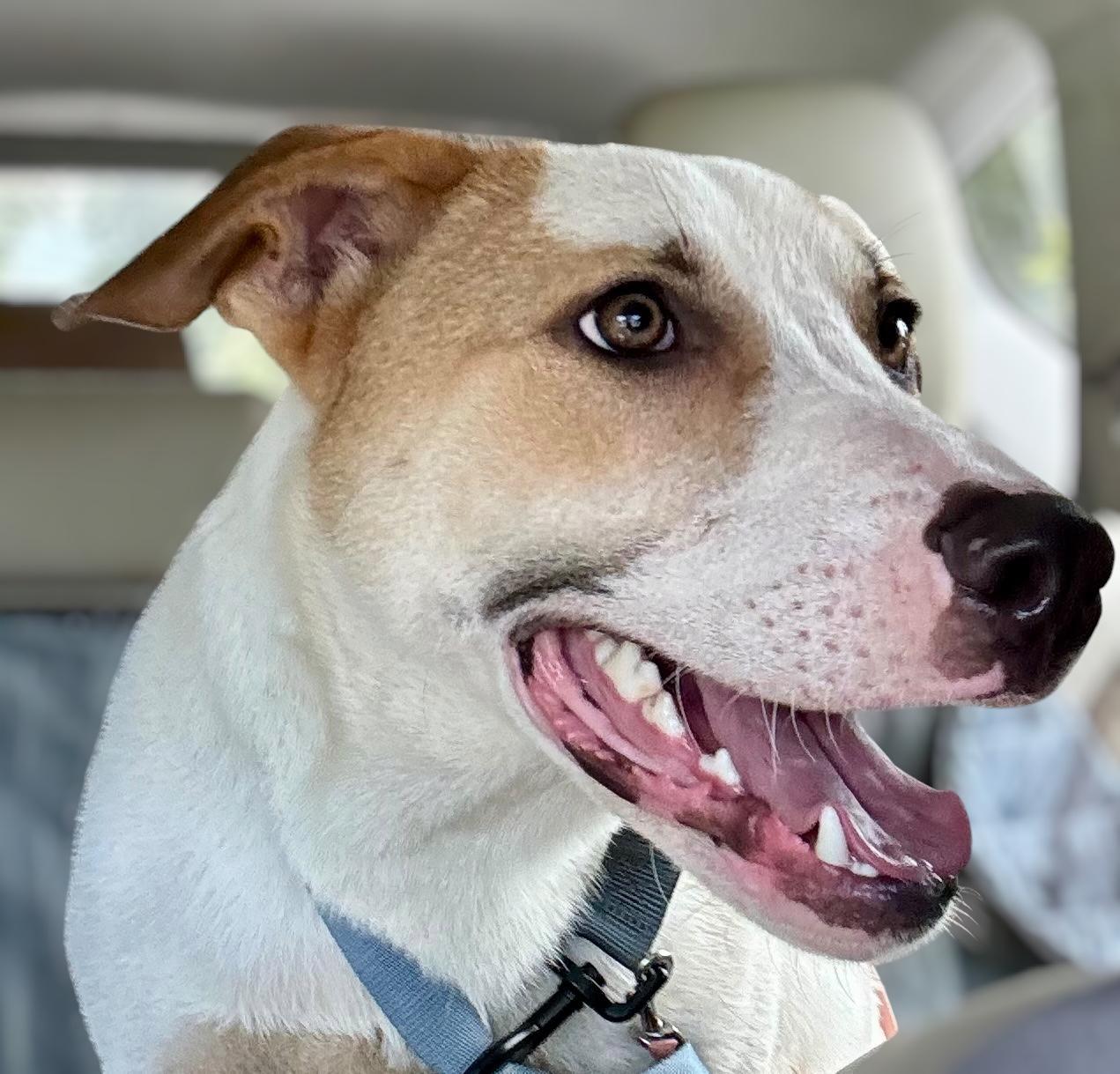 ROCKY ..athletic, beautiful, smart, Adoptable, Adult Male German Shepherd Dog & Hound.