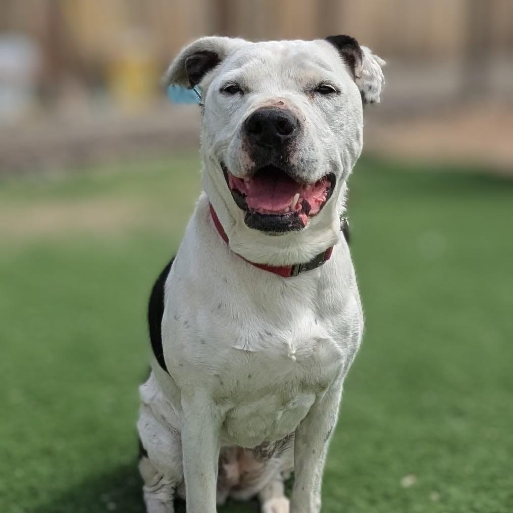 Enlarge Bella, a ADOPTABLE American Staffordshire Terrier in Torrey, UT image 2/2