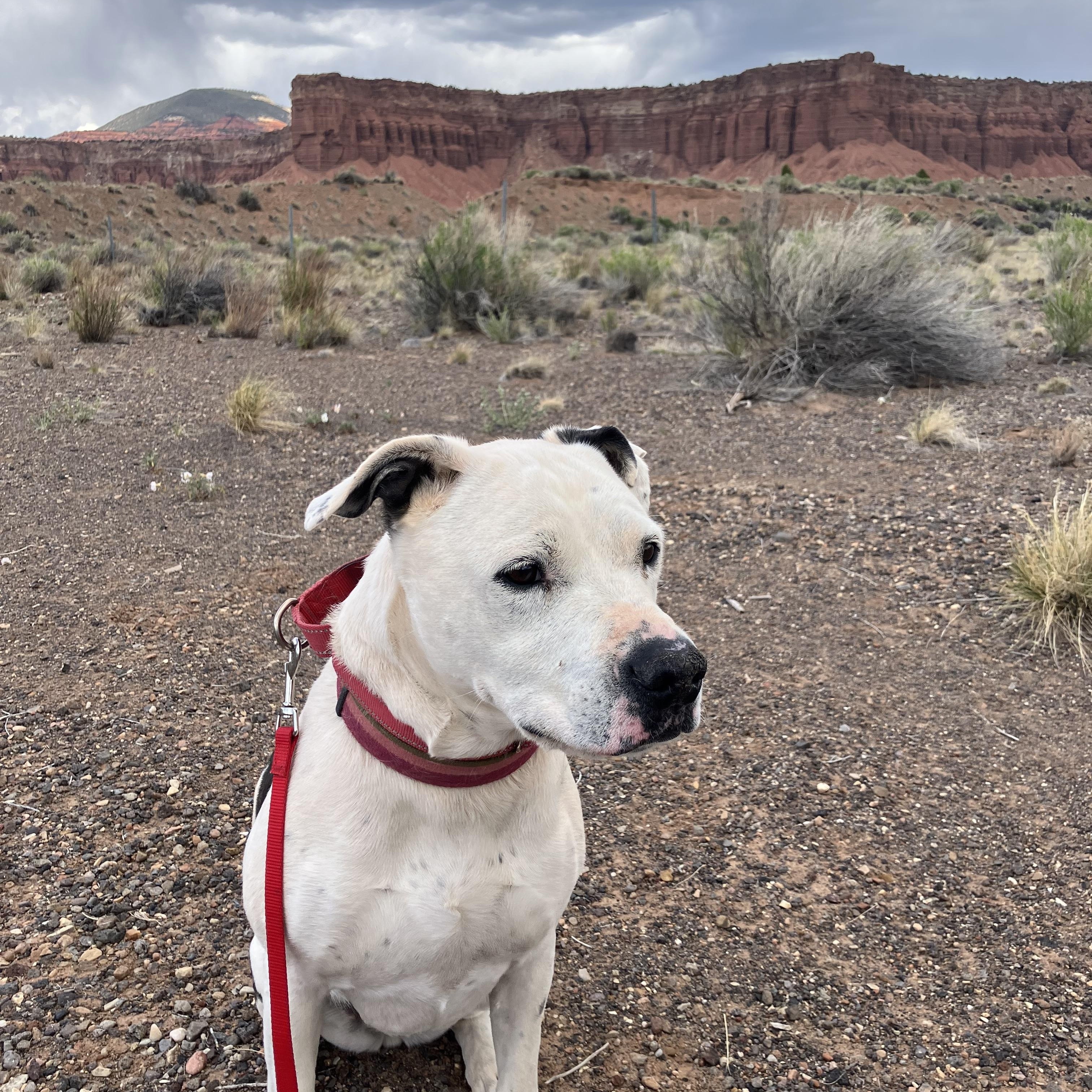 Bella, ADOPTABLE, Adult Female American Staffordshire Terrier.