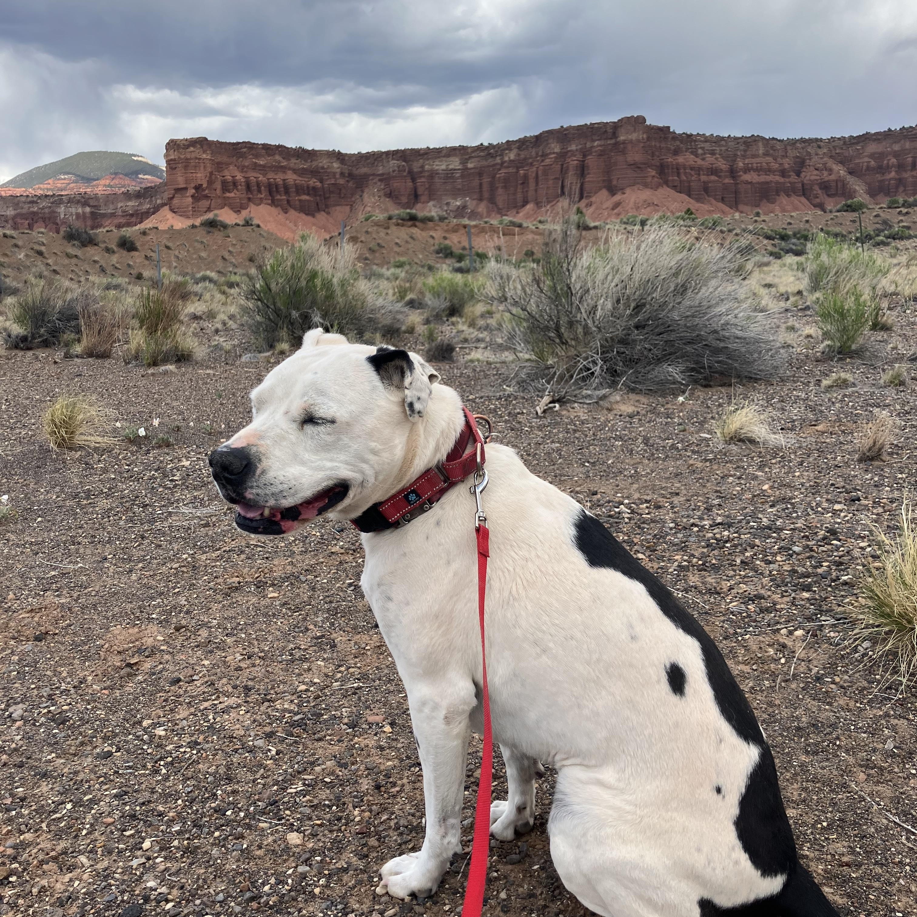 Enlarge Bella, a ADOPTABLE American Staffordshire Terrier in Torrey, UT image 3/5