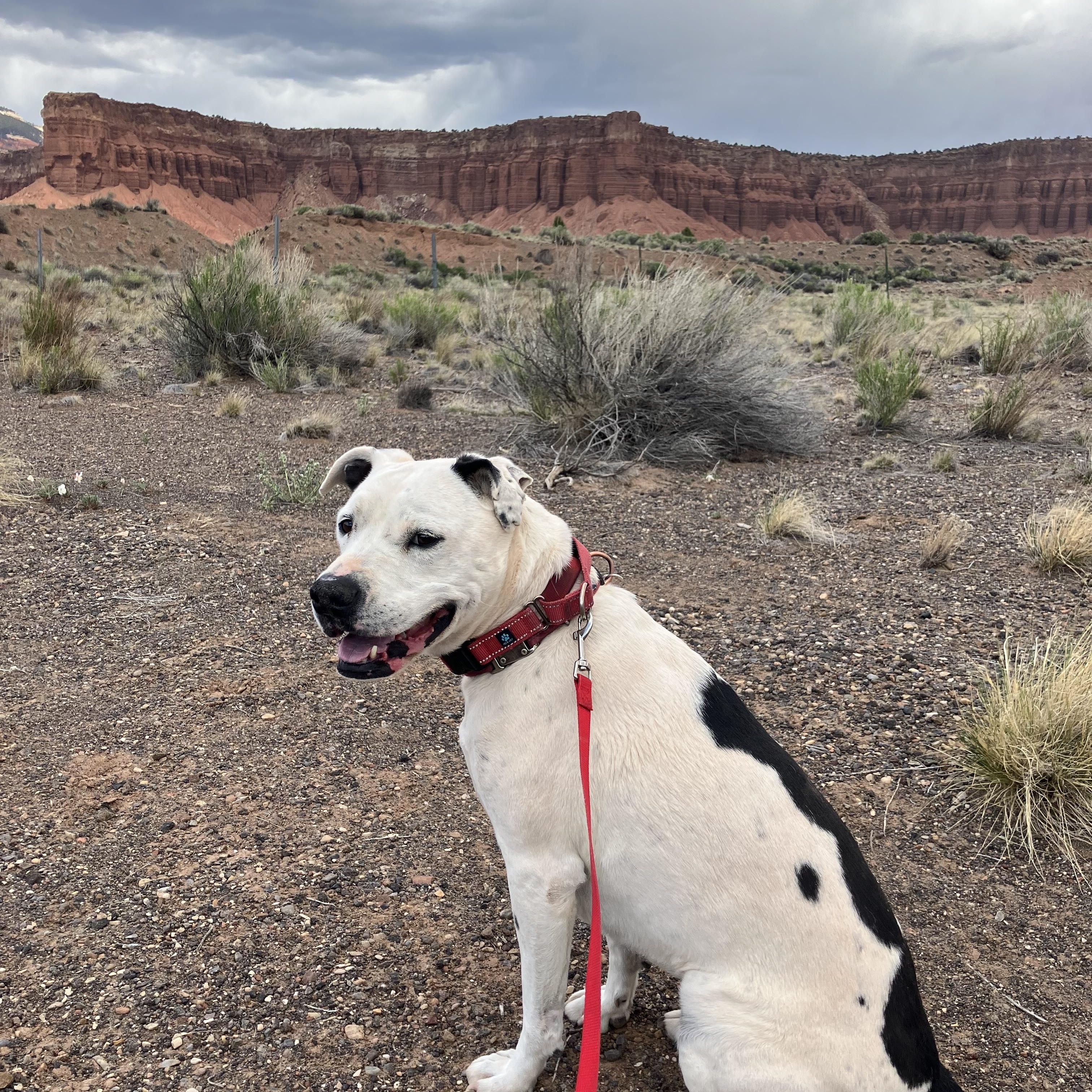 Enlarge Bella, a ADOPTABLE American Staffordshire Terrier in Torrey, UT image 2/5