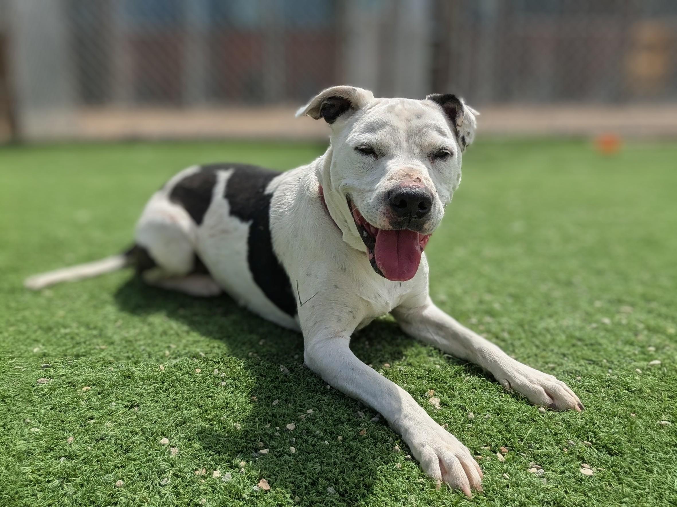 Enlarge Bella, a ADOPTABLE American Staffordshire Terrier in Torrey, UT image 1/2