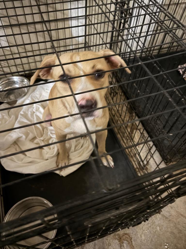 Enlarge Vanilla  Ice, a Adoptable Labrador Retriever in Richland Hills, TX image 1/1