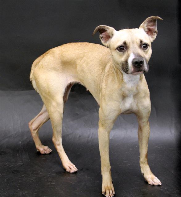 KARLA, Adoptable, Young Female Black Mouth Cur & Mixed Breed.