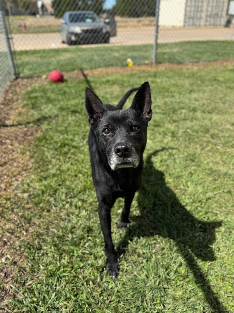 Enlarge Blackjack, a Adoptable mixed breed in Belton, TX image 1/1
