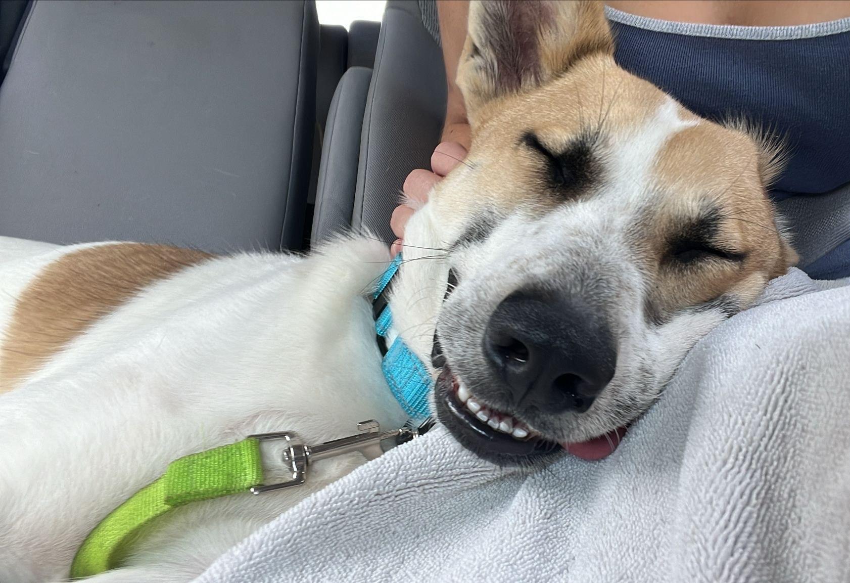 Enlarge Stitch, a Adoptable mixed breed in Brooklyn, NY image 4/6