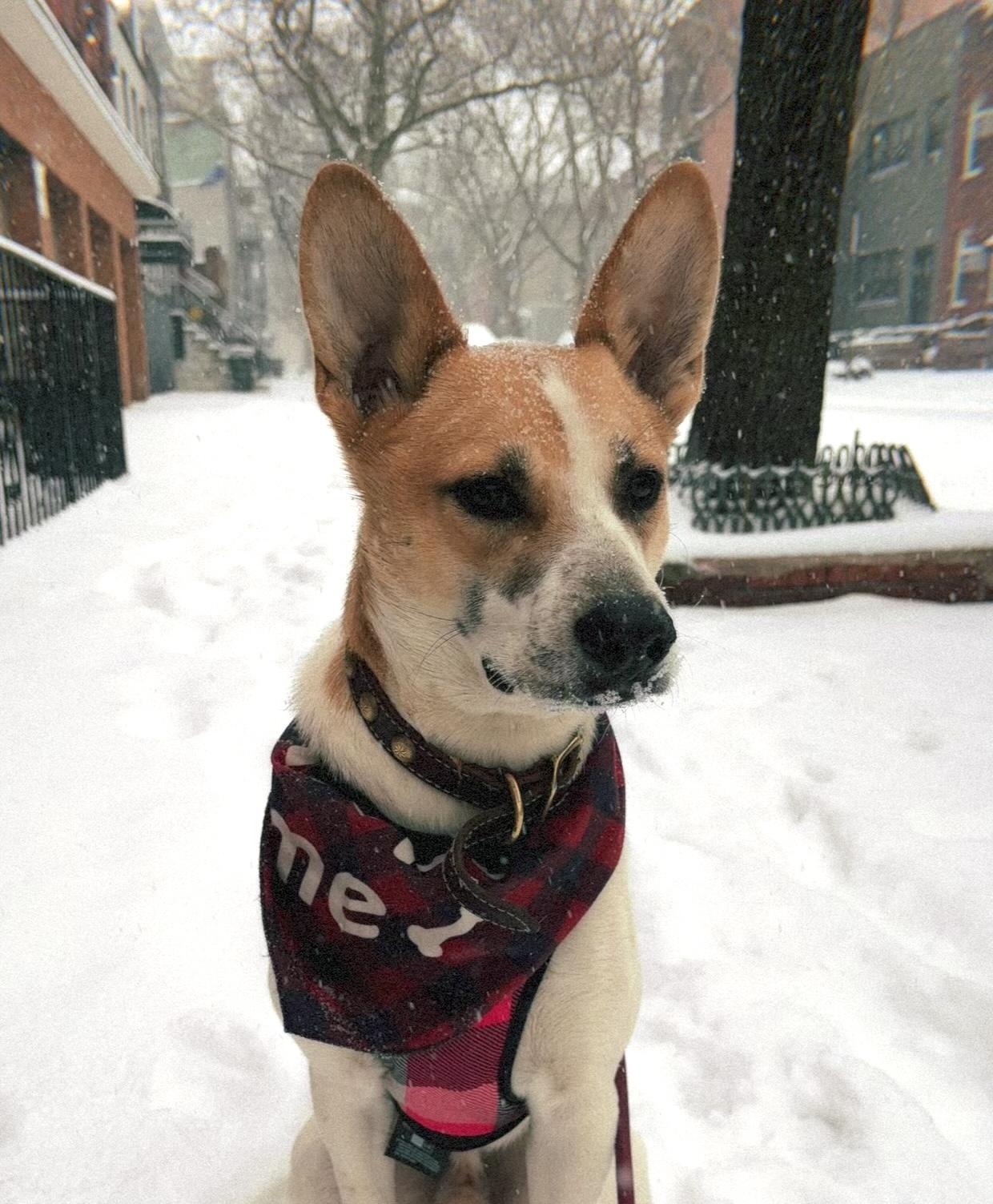 Enlarge Stitch, a Adoptable mixed breed in Brooklyn, NY image 2/6