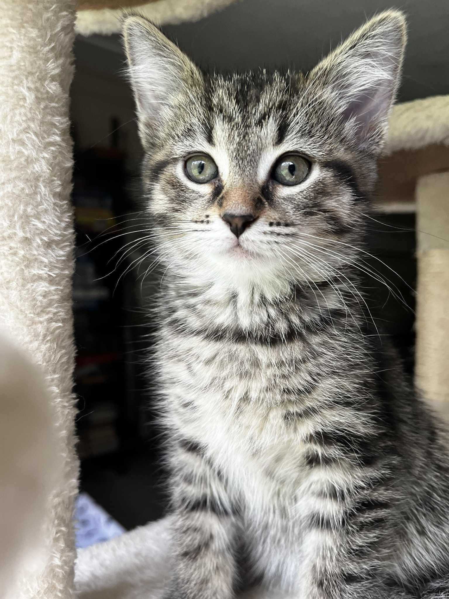 Raja, Baby Female Domestic Short Hair