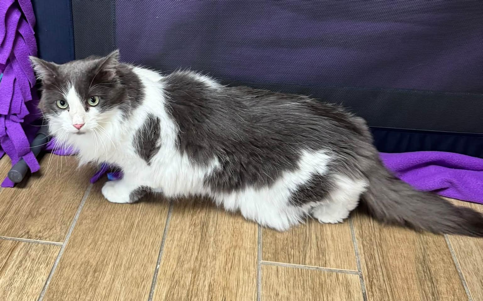 Prescilla Purrington, Adoptable, Senior Female Domestic Long Hair.
