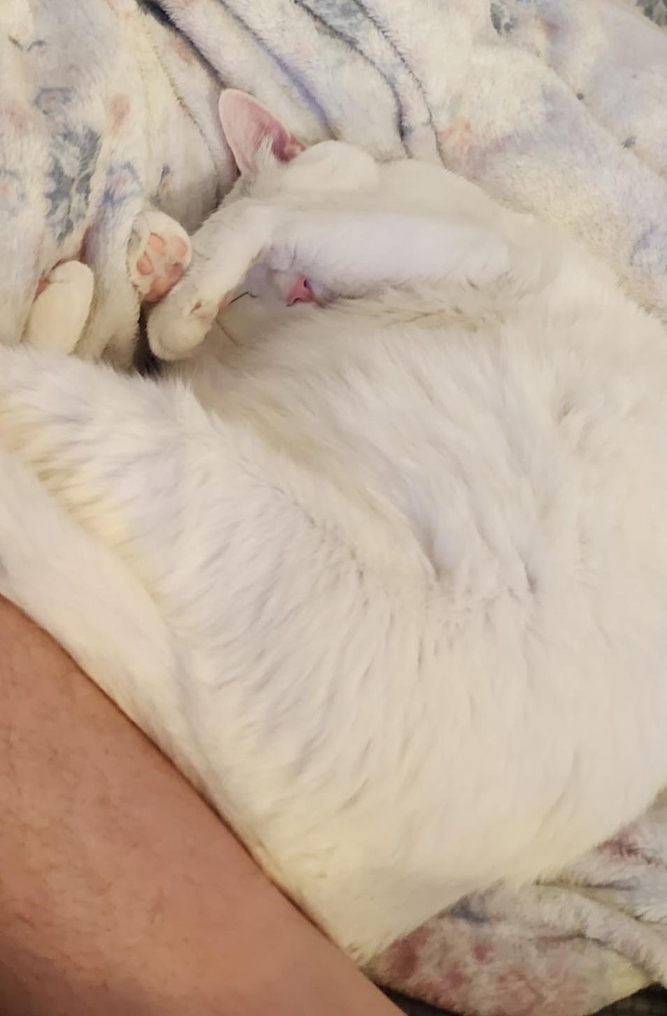 Zeus, Adopted, Adult Male Domestic Short Hair.