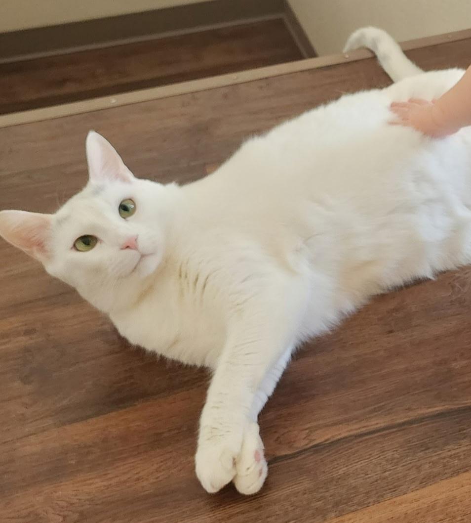 Enlarge Zeus, a Adopted mixed breed in Fairbanks, AK image 2/3