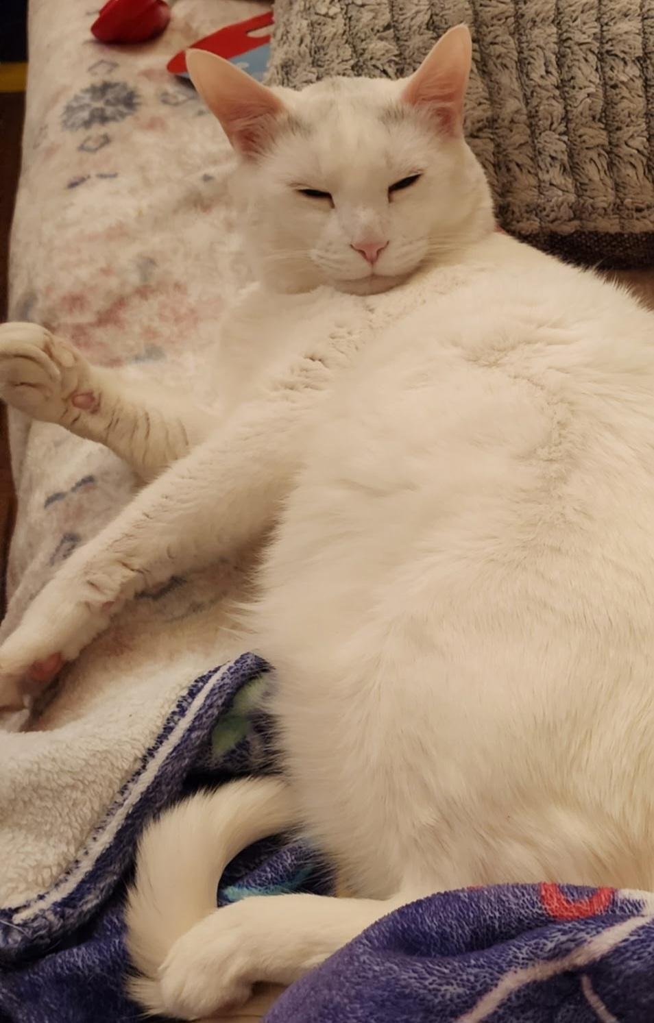 Enlarge Zeus, a Adopted mixed breed in Fairbanks, AK image 3/3