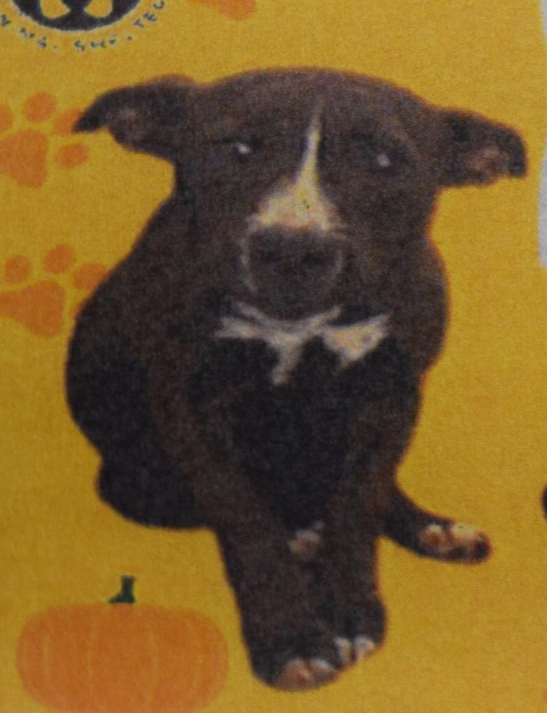 Enlarge Izzy (A112205), a Adoptable mixed breed in Pahrump, NV image 1/1