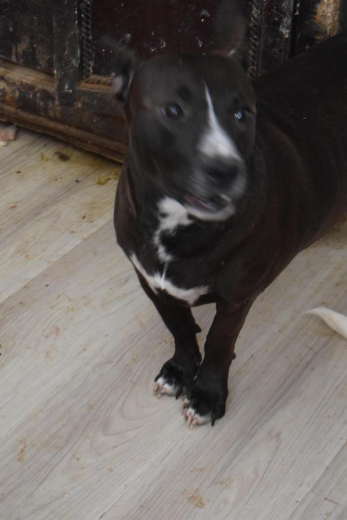 Enlarge Izzy (A112205), a Adoptable mixed breed in Pahrump, NV image 1/1