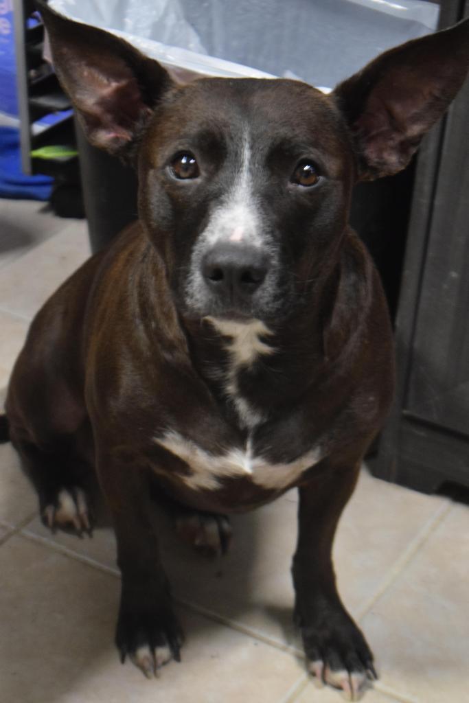 Izzy (A112205), Adoptable, Young Female American Staffordshire Terrier.