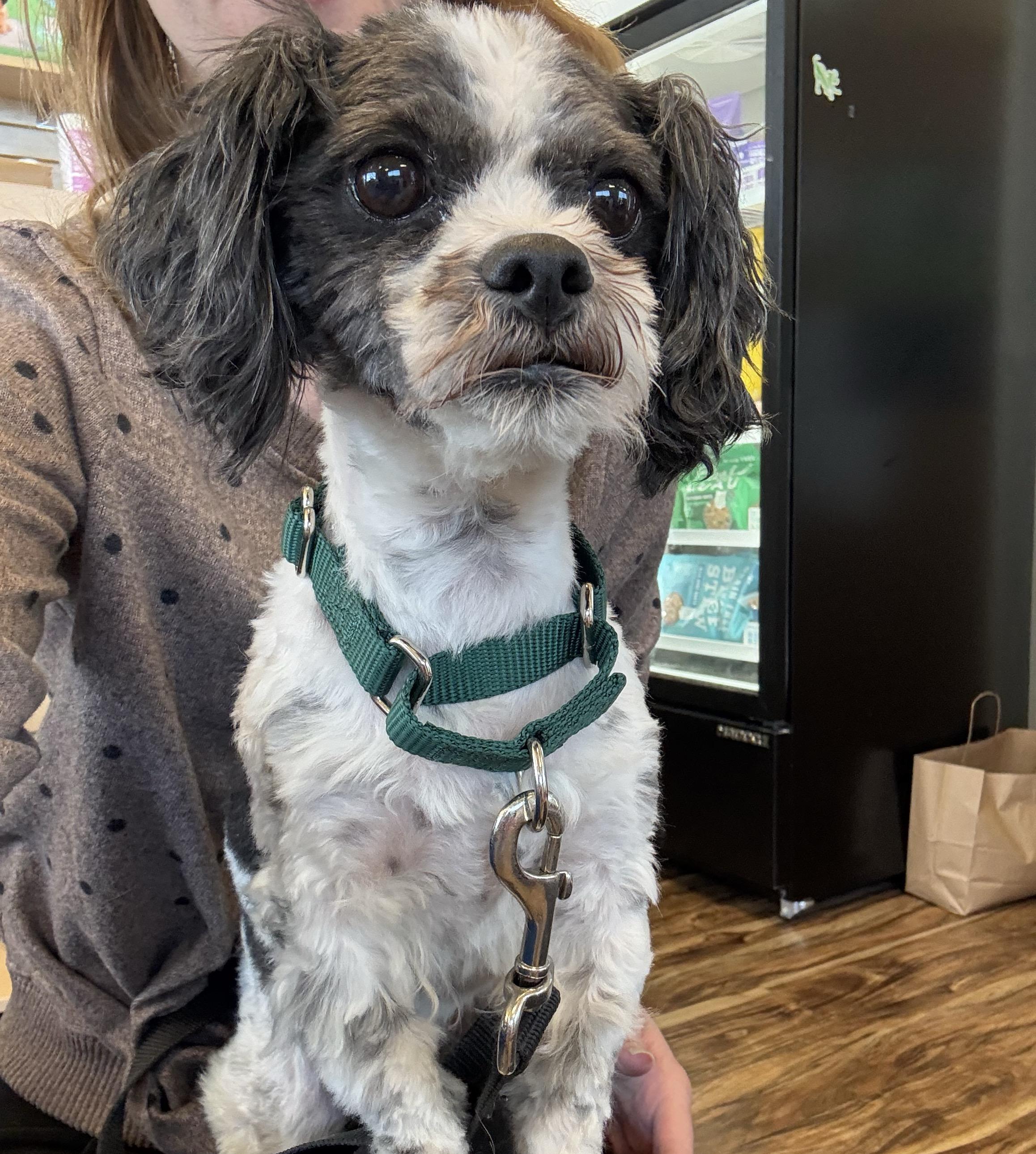 Gizmo, an adopted Shih Tzu in Muskego, WI image 1/2