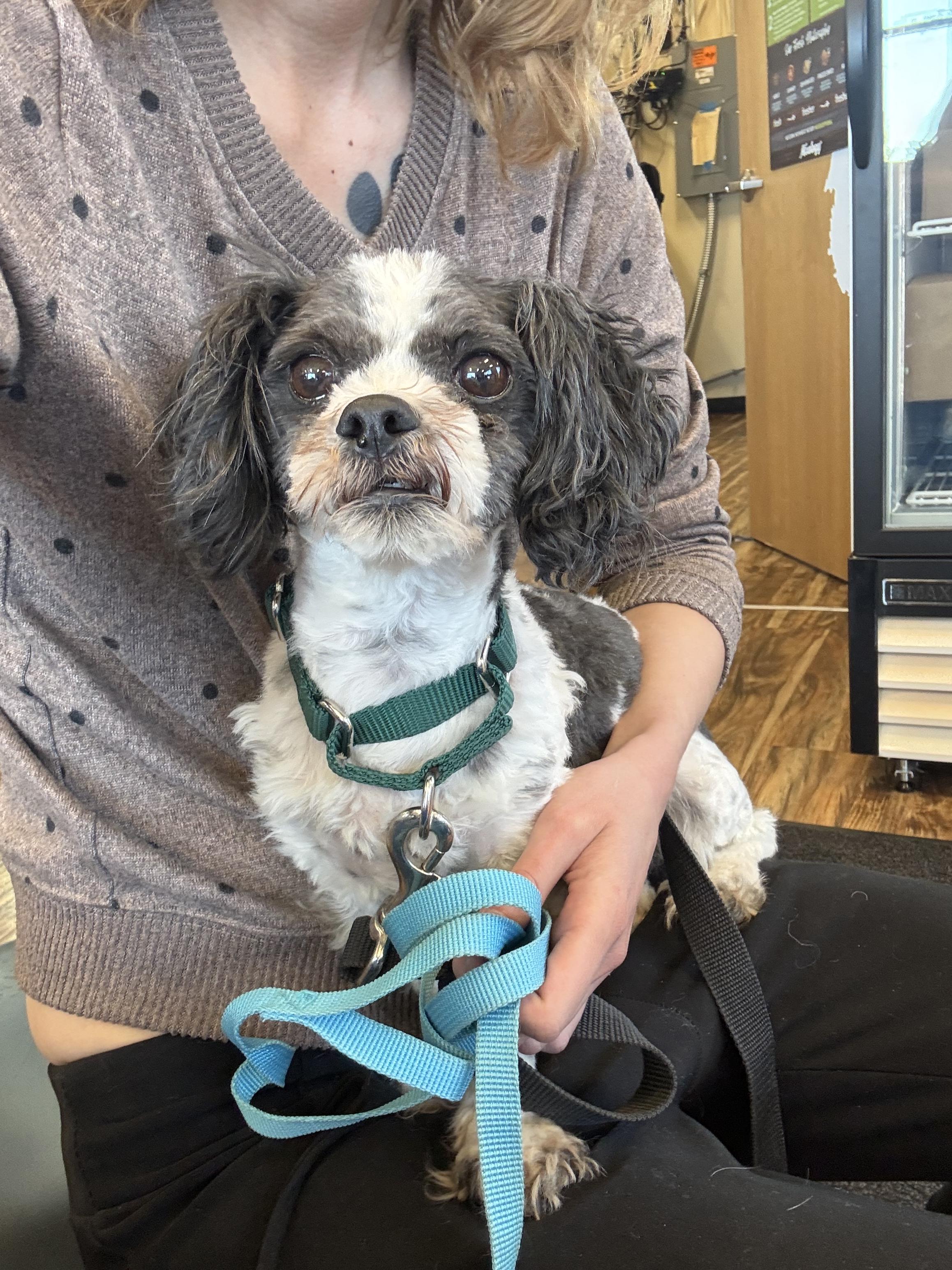 Gizmo, an adopted Shih Tzu in Muskego, WI image 2/2