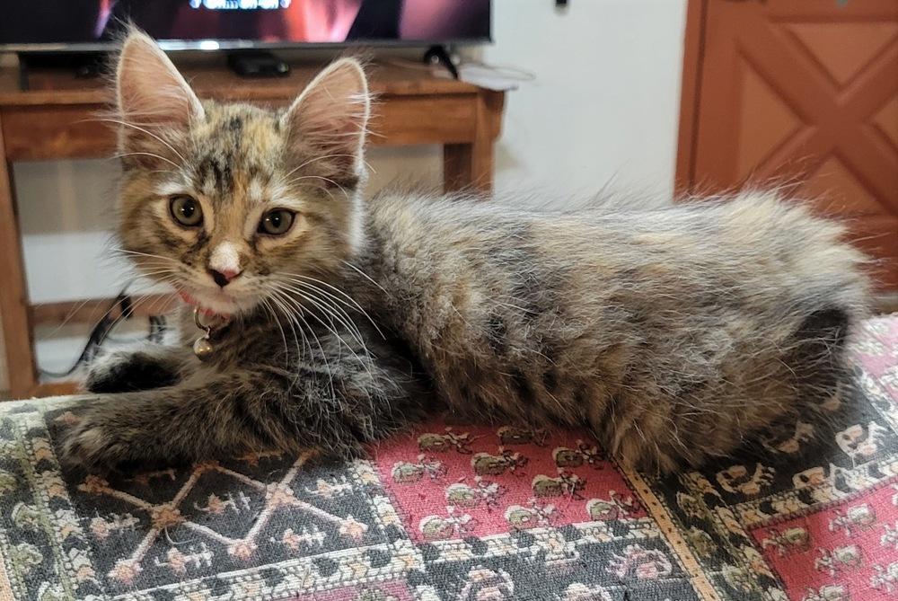 Crooked Tooth, Adoptable, Young Female Domestic Medium Hair.