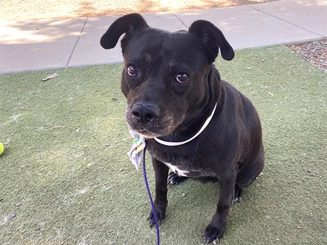 Enlarge ALLEY, a Adoptable Labrador Retriever in Phoenix, AZ image 1/1