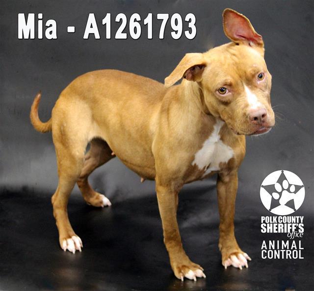Enlarge MIA, a Adoptable American Bulldog in Winter Haven, FL image 1/1