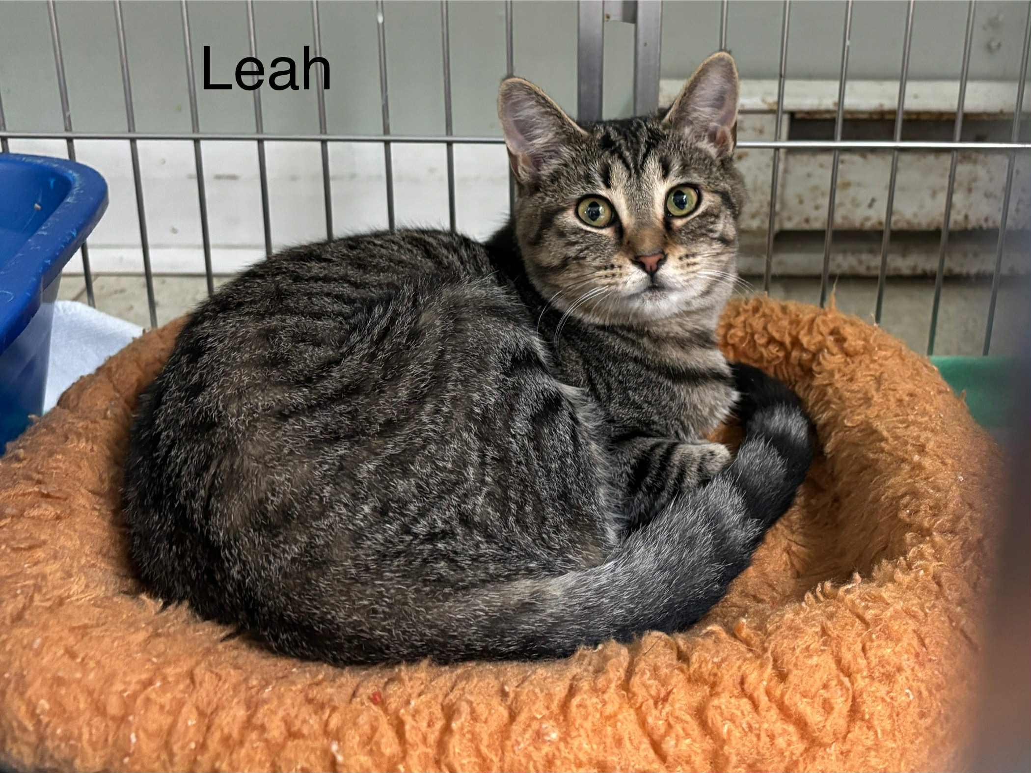 Enlarge Lawry bonded with Leah, a Adoptable Domestic Short Hair in Ellicott City, MD image 2/2