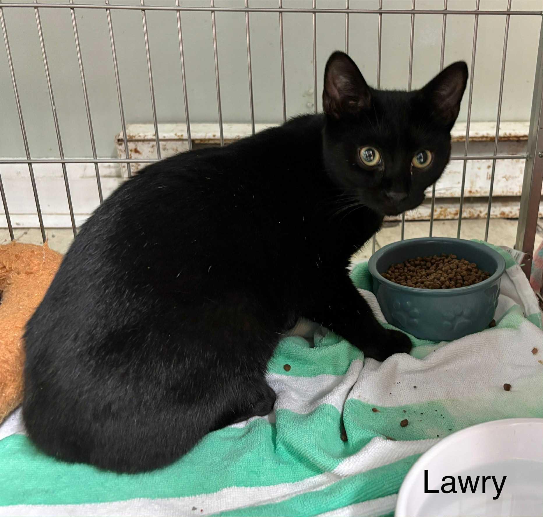 Enlarge Lawry bonded with Leah, a Adoptable Domestic Short Hair in Ellicott City, MD image 1/2