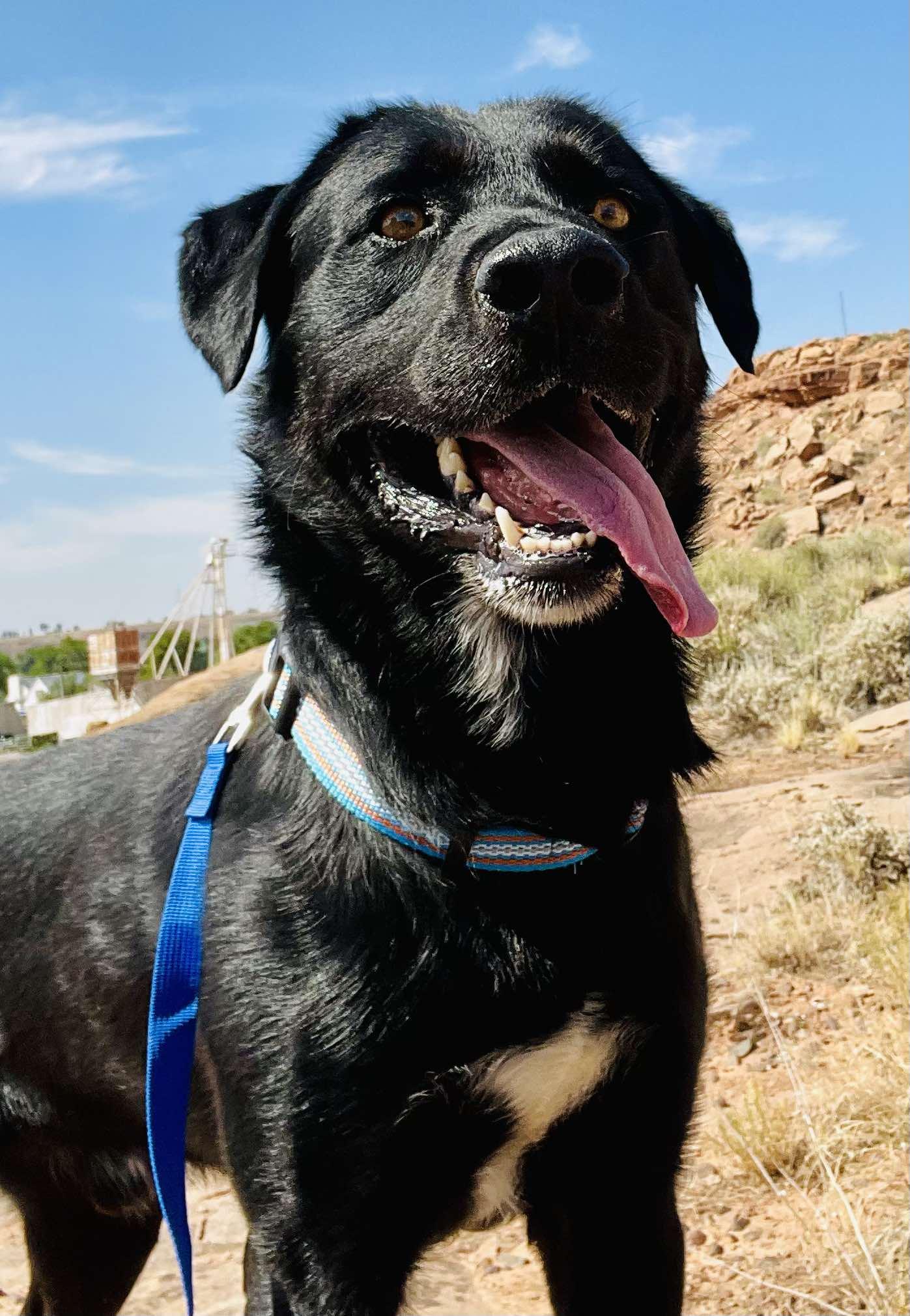 Azazel, Adult Male Labrador Retriever