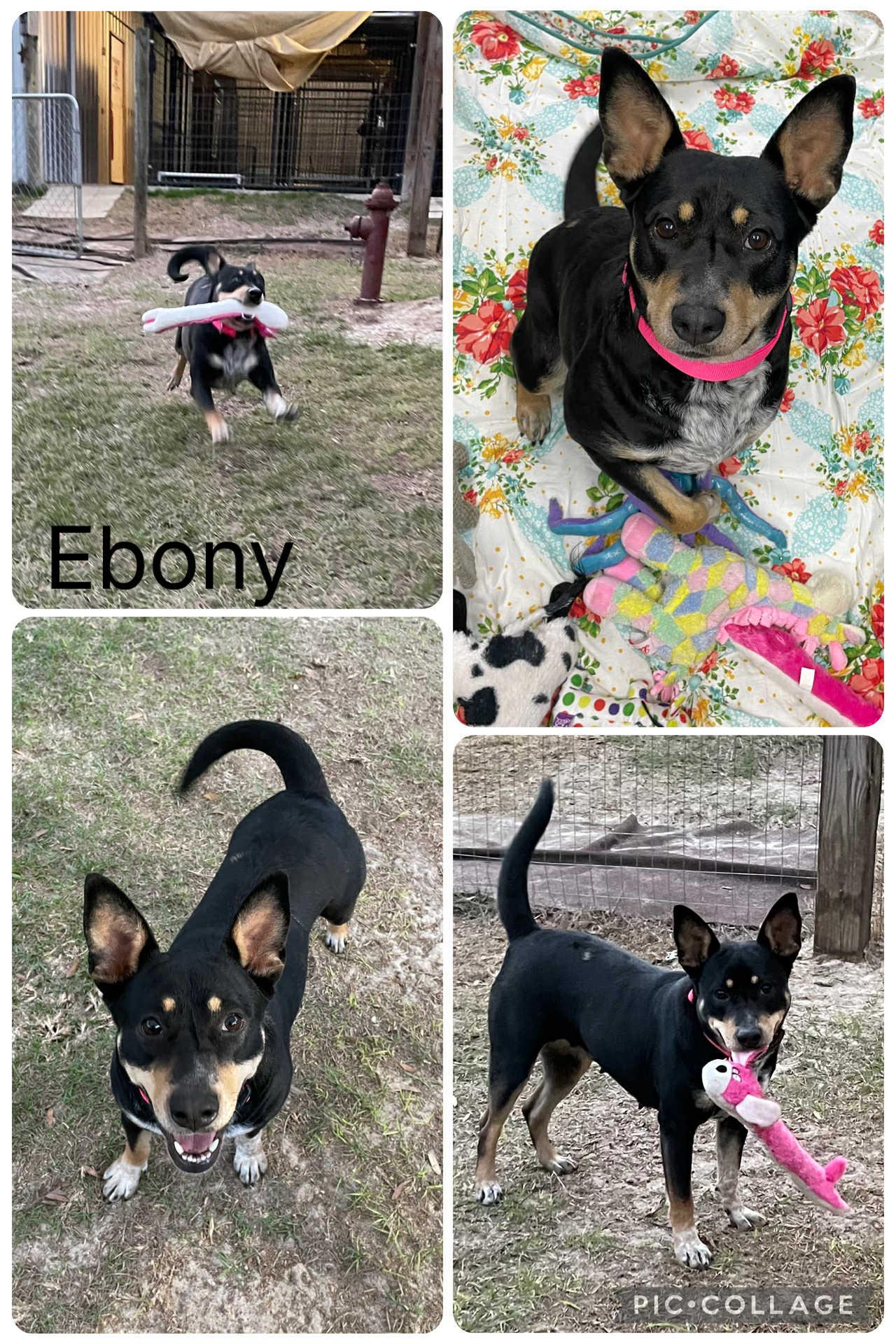 Enlarge Ebony, a ADOPTABLE mixed breed in Enterprise, AL image 1/1
